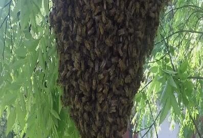 bee removal near me